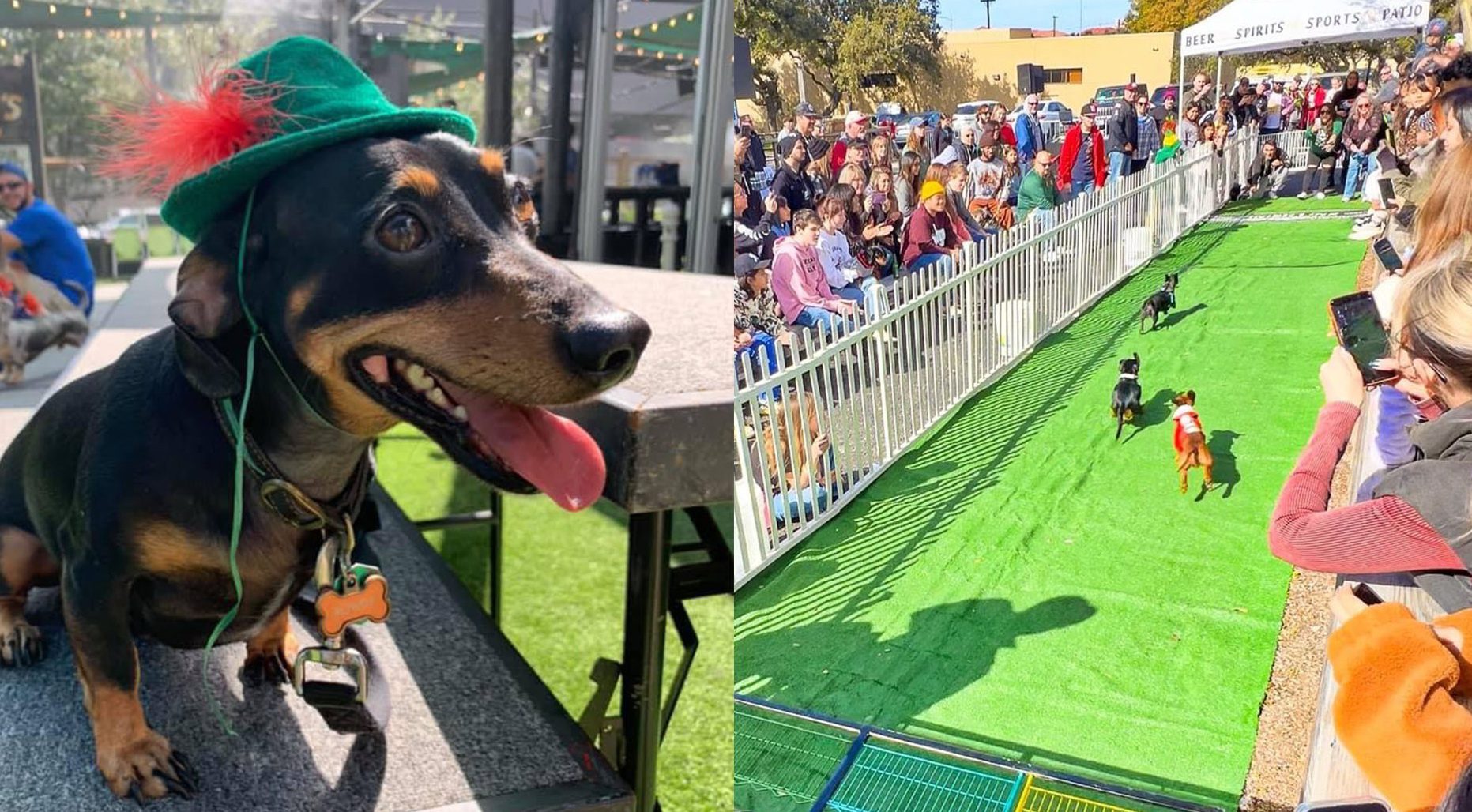 Wiener Dog Races!