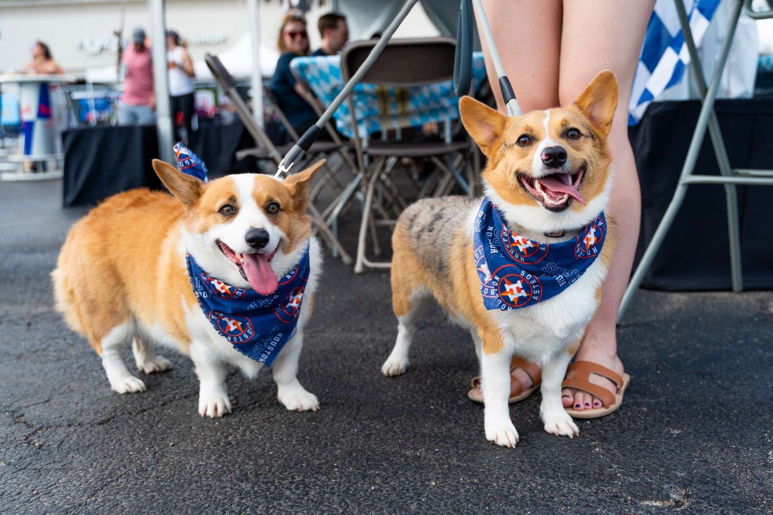 Houston’s Best Dog-Friendly Places to Eat & Drink