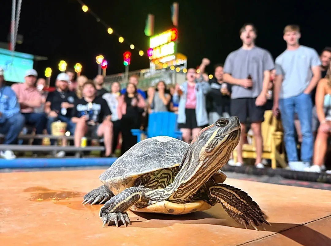 Iconic Little Woodrow's Turtle Racing